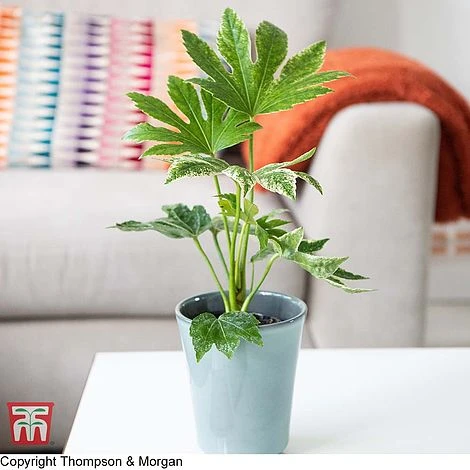 Fatsia Japonica 'Spiders Web' 4 Fatsia Japonica 'Spiders Web' - Image 2