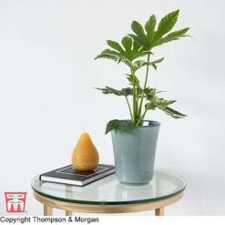 Fatsia Japonica 'Spiders Web' 22 Fatsia Japonica 'Spiders Web' -Garden Glory Sales KB0814 FATS 2