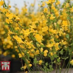 Kerria Japonica 'Golden Guinea' -Garden Glory Sales KERR T58202 C