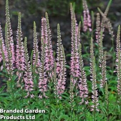 Veronica 'Moody Blues Dark Pink' -Garden Glory Sales KF0170 MOODY BLUES 3