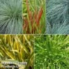Colourful Ornamental Grass Collection -Garden Glory Sales KF1788