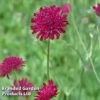 Knautia Macedonica Red Knight -Garden Glory Sales KNAU REDKNIGHT 64294