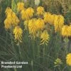 Kniphofia Popsicle Banana -Garden Glory Sales KNIF BANANAPOP S08748