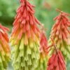 Red Hot Poker 'Traffic Lights' -Garden Glory Sales KNIP T64300 A h