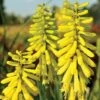 Red Hot Poker 'Lemon Popsicle' 2 Red Hot Poker 'Lemon Popsicle' -Garden Glory Sales KNIP T65189 A h