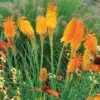 Red Hot Poker 'Mango Popsicle' -Garden Glory Sales KNIP T65191 A h