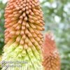 Kniphofia Uvaria 'Mixed Hybrids' -Garden Glory Sales KNIP MIXEDHYBR S45004