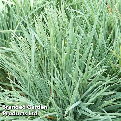 Koeleria Glauca 3 Koeleria Glauca