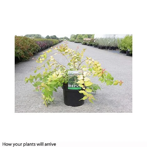 Kolkwitzia Amabilis 'Maradco' 4 Kolkwitzia Amabilis 'Maradco' - Image 2