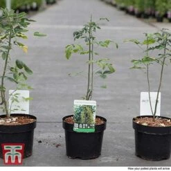 Laburnum Anagyroides -Garden Glory Sales LABU T58204 C1