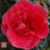 Camellia Japonica 'Lady Campbell' -Garden Glory Sales LADY 26828 A1