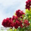 Lagerstroemia Indica 'Dynamite' -Garden Glory Sales LAGE DYNAMITE W44990