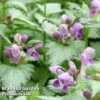 Lamium Maculatum Ghost -Garden Glory Sales LAMI MACGHOST 64308