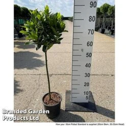 Laurus Nobilis (Standard) -Garden Glory Sales LAUR NOBILISTD S52051