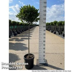 Laurus Nobilis (Standard) -Garden Glory Sales LAUR NOBILISTD S52052