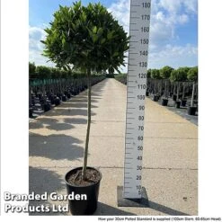 Laurus Nobilis (Standard) -Garden Glory Sales LAUR NOBILISTD S52054