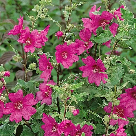 Lavatera X Clementii 'Burgundy Wine' 4 Lavatera X Clementii 'Burgundy Wine' - Image 2