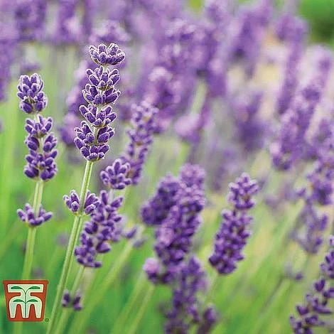 Lavender Collection 4 Lavender Collection - Image 2