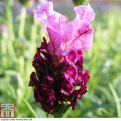 Lavender 'Antibes' -Garden Glory Sales LAVE T80303 A