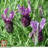 Lavender 'Antibes' -Garden Glory Sales LAVE T80303 B