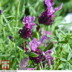 Lavender 'Antibes' -Garden Glory Sales LAVE T80303 D