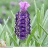 Lavender 'Devonshire Compact' -Garden Glory Sales LAVE T80304 A1