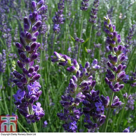 Lavender 'Heavenly Night' 3 Lavender 'Heavenly Night'