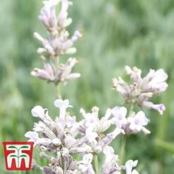 Lavender Collection 11 Lavender Collection -Garden Glory Sales LAVE ROSEA S034471