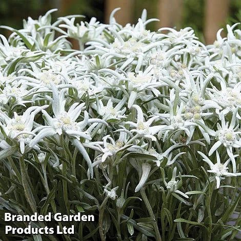 Leontopodium Alpinum 3 Leontopodium Alpinum