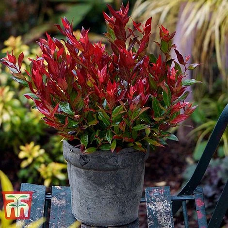 Leucothoe Axillaris 'Little Flames' 3 Leucothoe Axillaris 'Little Flames'