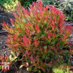 Leucothoe Axillaris 'Little Flames' 20 Leucothoe Axillaris 'Little Flames' -Garden Glory Sales LEUC 66323 G