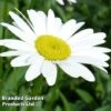 Shasta Daisy 'Becky' 2 Shasta Daisy 'Becky' -Garden Glory Sales LEUC KC9117 A