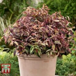 Leucothoe Fontanesiana 'Makijaz' -Garden Glory Sales LEUC T66325 A