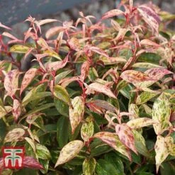 Leucothoe Fontanesiana 'Makijaz' -Garden Glory Sales LEUC T66325 C