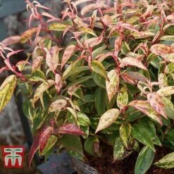 Leucothoe Fontanesiana 'Makijaz' -Garden Glory Sales LEUC T66325 D