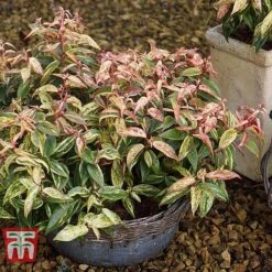 Leucothoe Fontanesiana 'Makijaz' -Garden Glory Sales LEUC T66325 E