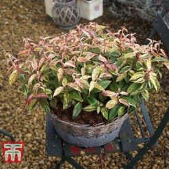 Leucothoe Fontanesiana 'Makijaz' -Garden Glory Sales LEUC T66325 G