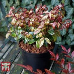 Leucothoe Fontanesiana 'Makijaz' -Garden Glory Sales LEUC T66325 H