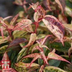 Leucothoe Fontanesiana 'Makijaz' -Garden Glory Sales LEUC T66325 I