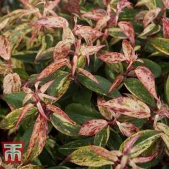 Leucothoe Fontanesiana 'Makijaz' -Garden Glory Sales LEUC T66325 J