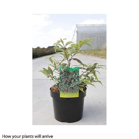 Leucothoe Fontanesiana 'Whitewater' 7 Leucothoe Fontanesiana 'Whitewater' - Image 5