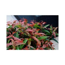 Leucothoe Keiskei 'Burning Love' -Garden Glory Sales LEUC T66327 A h
