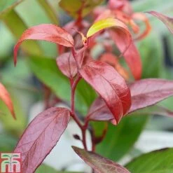 Leucothoe Keiskei 'Burning Love'