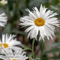 Perennial Collection -Garden Glory Sales LEUC CRAZYDAIS L399941