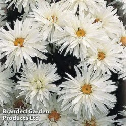 Best Value Perennial Collection -Garden Glory Sales LEUC CRAZYDAIS S06873202