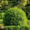 Ligustrum Vulgare -Garden Glory Sales LIG KB3249 A