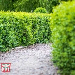 Ligustrum Vulgare -Garden Glory Sales LIG KB3249 C