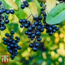 Ligustrum Vulgare -Garden Glory Sales LIG KB3249 D