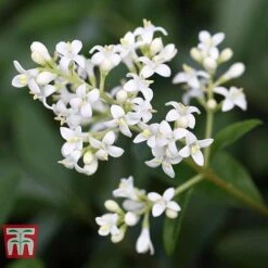 Ligustrum Vulgare -Garden Glory Sales LIG KB3249 e