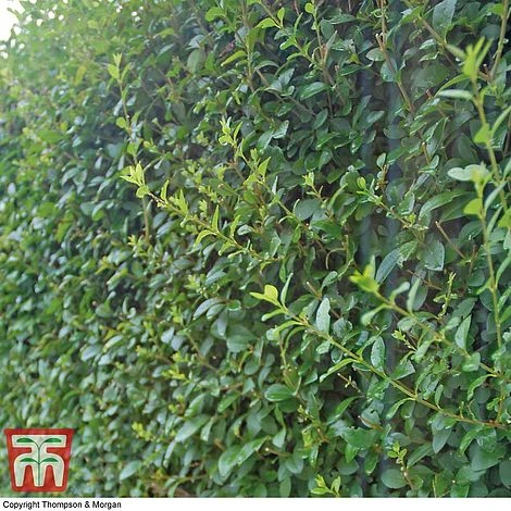 Ligustrum Ovalifolium 4 Ligustrum Ovalifolium - Image 2